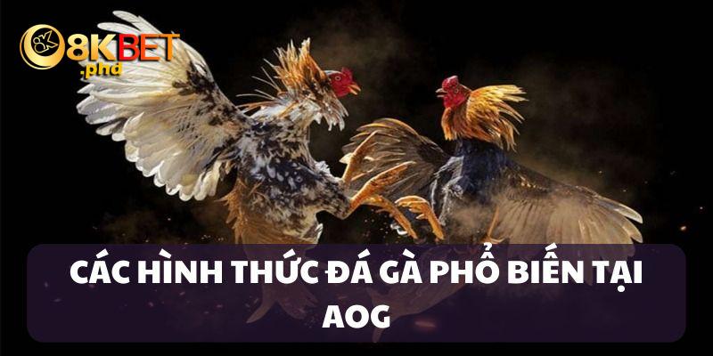 AOG cung cấp nhiều hình thức gà chọi đặc sắc