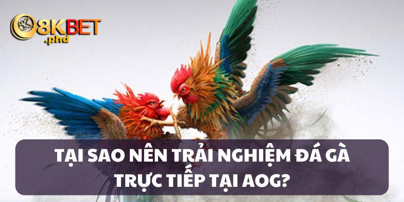 Trải nghiệm đá gà trực tiếp khó quên tại AOG